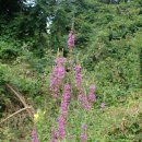 Long Path + Shore Trail, Palisades Interstate Park (07/31/24) 이미지
