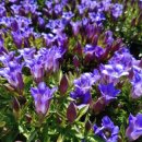 함박꽃웃음 붓꽃마을 이미지