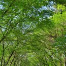 벚나무길 이미지