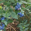 진기농장 이미지