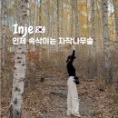 원대리 농산물판매장 | 강원도 인제 원대리 속삭이는 자작나무숲 올라가는 길 소요시간