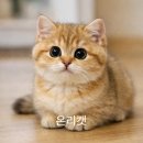 고양이분양 온리캣 이미지