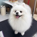 그루밍리본 | 송도 애견미용 내돈내산 추천! 메종드그루밍에서 포메라니안 가위컷 대만족 후기