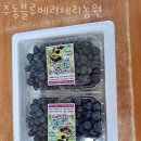 주동농장 | 블루베리체험 주동블루베리체리농원 블루베리농장체험 가능 나이 비용 방법 후기