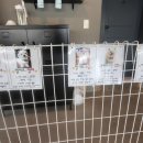 힐링위드독 이미지