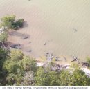 미국 플로리다, 고래 100마리 떼죽음 미스터리 이미지