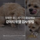 심동물병원