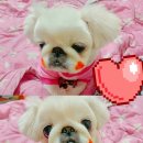 더 도그맘 네이버블로그
