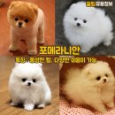 귀여운강아지 이미지