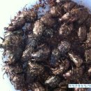 점박이 농장 이미지