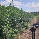 금현농장 | 블루베리체험 블루베리근선농원 경기도당일치기 블루베리체험농장 위치 예약 비용 정보