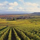 (주)포도 이미지