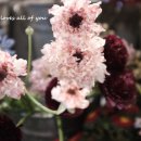 (11/17)핸드타이드 꽃다발 이미지