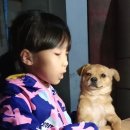 꼬마강아지 이미지