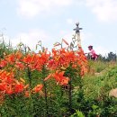 참나리 이미지