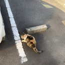 교촌치킨성건 | [도쿄] 신주쿠카페/브루클린팔러/ 신오쿠보 한인타운/백종원 홍콩반점 : 152