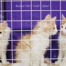 블루드라이어드 이미지