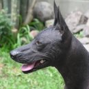 도그헤어 이미지