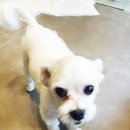 파리스동물병원 이미지