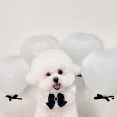 마이리틀멍 이미지