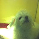 봉 동물병원 이미지