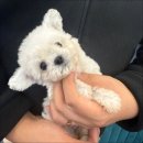 펫캐슬강아지고양이애견샵