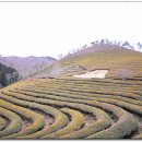 녹차농원 이미지