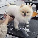 종로애견미용 | 영등포애견미용학원 상담 후기!