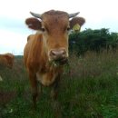 우리한우농장 이미지