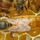 명성양봉 8월의 꿀벌관리 이미지