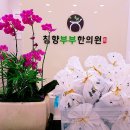 침향부부한의원 이미지