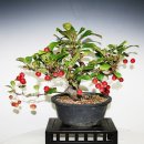 시사 만평 이미지