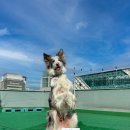 486독캠프 이미지