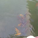 수중궁갈비 이미지