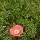 선흘정류장 이미지