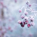 청백크린