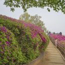 철쭉동산 이미지