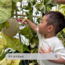 대영농원1농장 | 경주 아기랑 가볼만한 곳 꿈자람농원 멜론따기 체험 후기