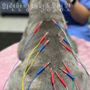 위런한방재활동물병원 | 용산구 한강로 동물병원 위런한방재활동물병원 진료시간 접근성 이용후기