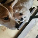 이리오시개 이미지