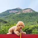 더블링독 이미지