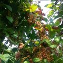 영아농장 이미지