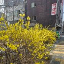 개나리세탁소 이미지