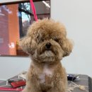 그루밍온 | 월성동애견미용 그루밍쇼타임에서 우리 아이 미용하고 온 따뜻하고 편안한 후기예요 ^^