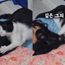 묘한향기