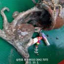 부경호 이미지