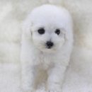 펫스티발 이미지