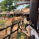 보나투어주 | 베트남 푸꾸옥 빈펄 사파리 최적 동선 꿀팁 | 내돈내산 | 기린식당 | 카피바라 | 주트램 | Vip투어