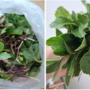 고모농장 이미지