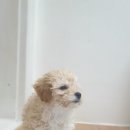 펫살롱 헤아림 이미지